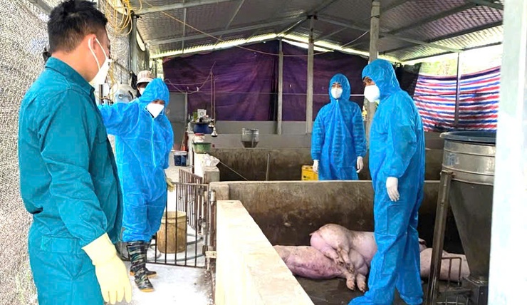 ĐOÀI PHƯƠNG TĂNG CƯỜNG PHÒNG, CHỐNG DỊCH TẢ LỢN CHÂU PHI- Ảnh 1.