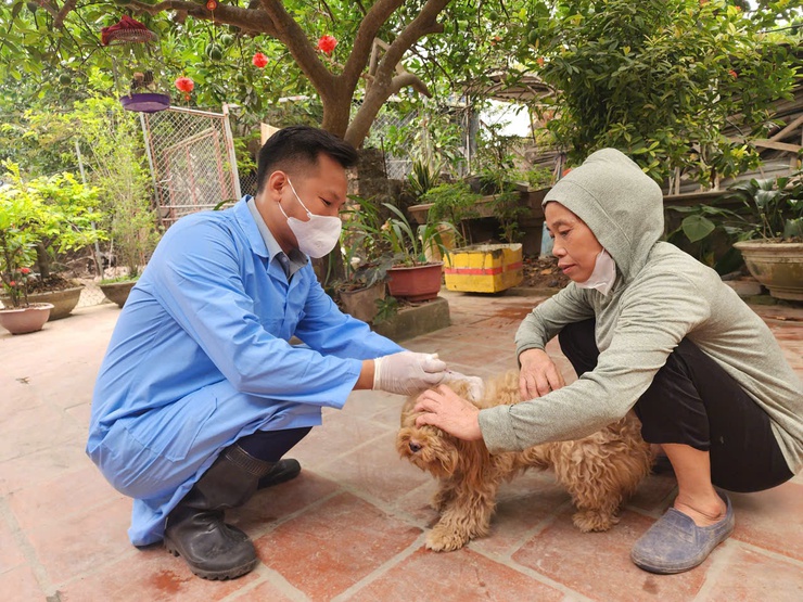 Trung tâm Dịch vụ tổng hợp xã Hòa Phú tiếp tục triển khai tổ chức tiêm phòng vắc xin cho đàn gia súc, gia cầm đợt 1 năm 2026- Ảnh 2.