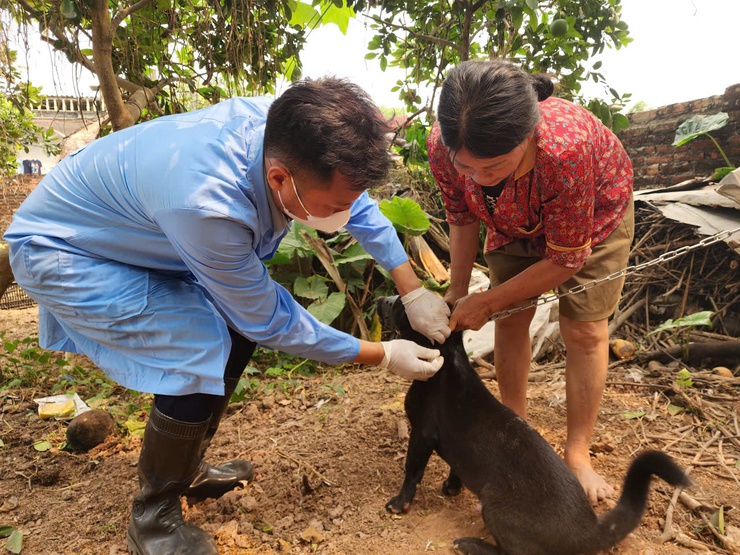 Trung tâm Dịch vụ tổng hợp xã Hòa Phú tiếp tục triển khai tổ chức tiêm phòng vắc xin cho đàn gia súc, gia cầm đợt 1 năm 2026- Ảnh 1.