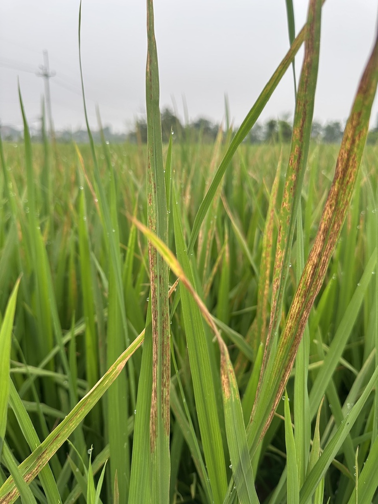 Cách nhận biết và phòng trừ bệnh Đốm sọc vi khuẩn- Ảnh 2.