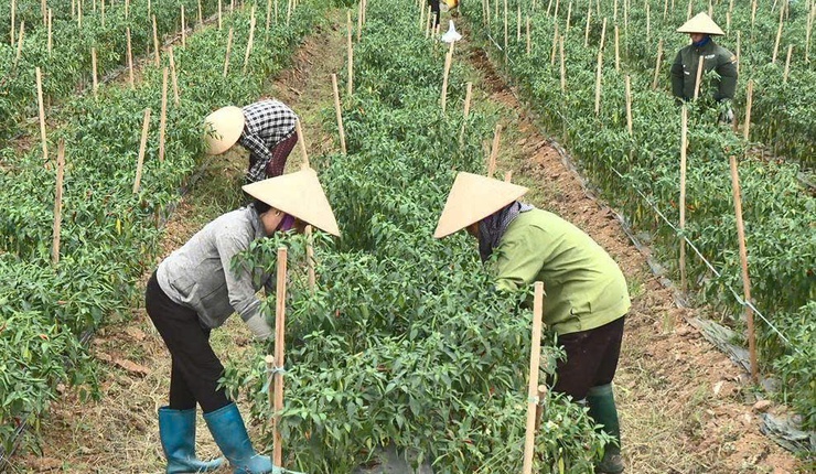  Hội Nông dân xã tổ sơ kết đánh giá công tác quý I- Ảnh 7.