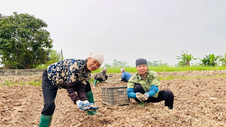 Hội Nông dân Phúc Thọ ra quân trồng hoa Huệ, khắc phục đất hoang hóa trên xứ đồng Bến, thôn Tuy Lộc- Ảnh 1.