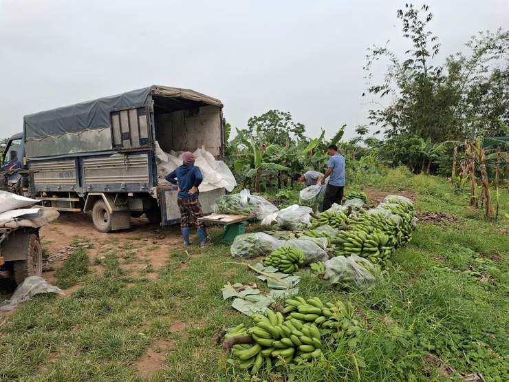 Phát huy hiệu quả đất bãi ven sông từ mô hình trồng chuối chuyên canh- Ảnh 1.