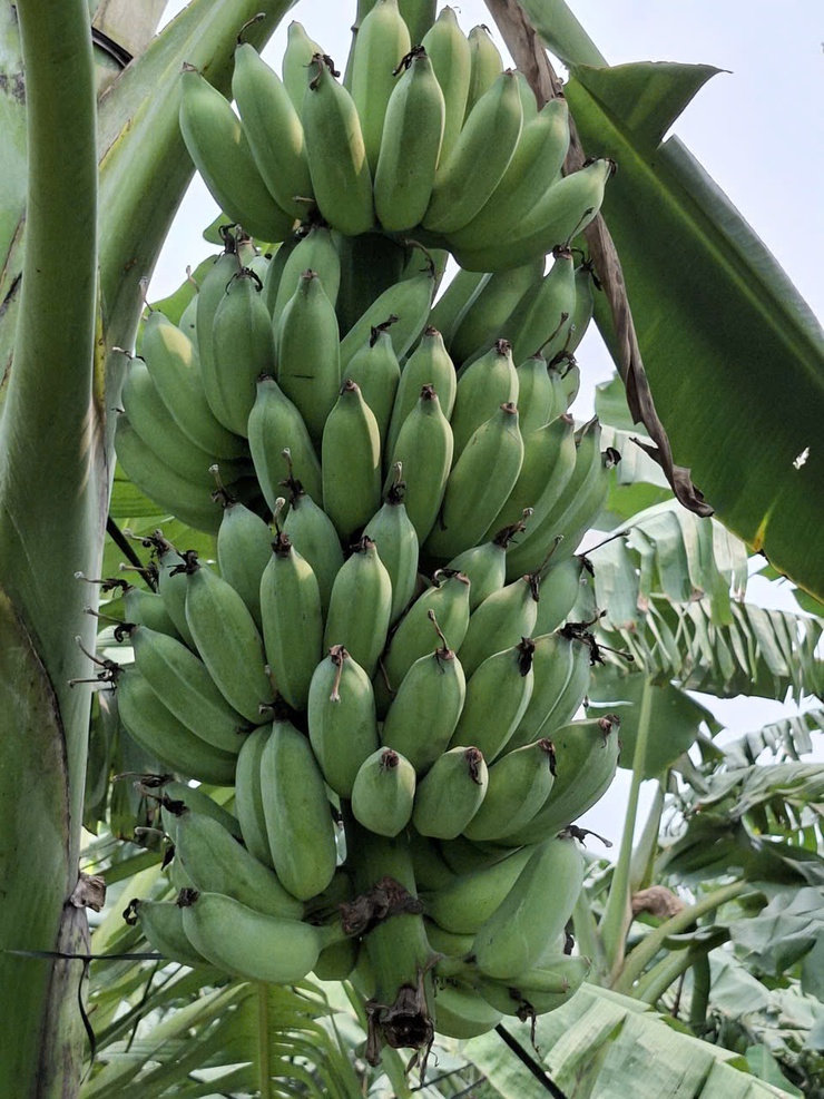 Phát huy hiệu quả đất bãi ven sông từ mô hình trồng chuối chuyên canh- Ảnh 3.