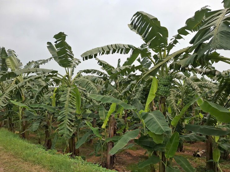 Phát huy hiệu quả đất bãi ven sông từ mô hình trồng chuối chuyên canh- Ảnh 2.