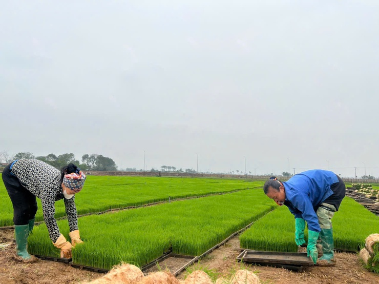 Chính sách hỗ trợ cơ giới hóa trong sản xuất nông nghiệp theo Nghị quyết số 53/2025/NQ-HĐND- Ảnh 1.