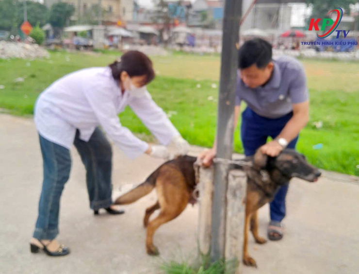 Kiều Phú tập trung tiêm phòng Dại cho đàn chó, mèo đợt 1 năm 2026 trên địa bàn- Ảnh 2.