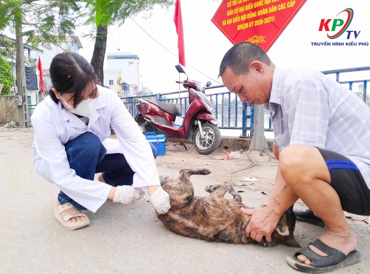 Kiều Phú tập trung tiêm phòng Dại cho đàn chó, mèo đợt 1 năm 2026 trên địa bàn- Ảnh 1.