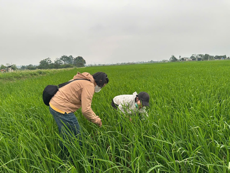 Hướng dẫn kỹ thuật phòng trừ bệnh đạo ôn hại lúa - Ảnh 1.