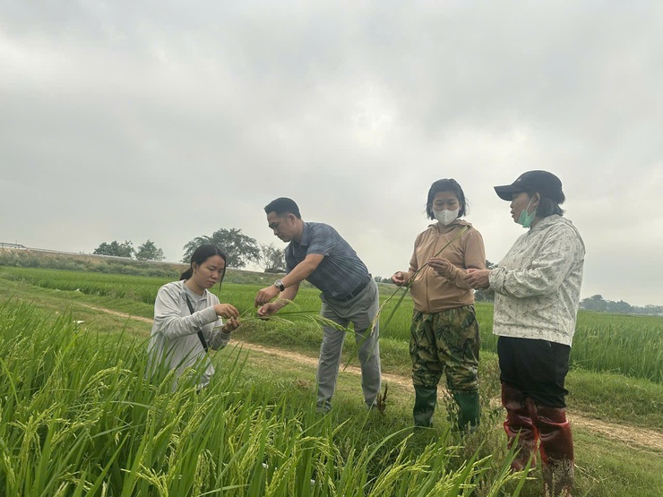 Phú Nghĩa: Kiểm tra đồng ruộng, hướng dẫn phòng trừ sâu bệnh hại lúa- Ảnh 1.