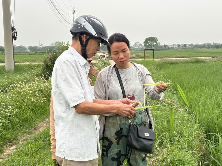 Phú Nghĩa: Kiểm tra đồng ruộng, hướng dẫn phòng trừ sâu bệnh hại lúa- Ảnh 2.