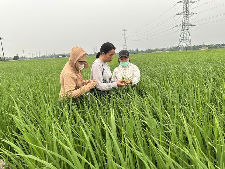 Phú Nghĩa: Kiểm tra đồng ruộng, hướng dẫn phòng trừ sâu bệnh hại lúa- Ảnh 3.