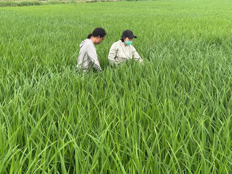 Phú Nghĩa: Kiểm tra đồng ruộng, hướng dẫn phòng trừ sâu bệnh hại lúa- Ảnh 4.