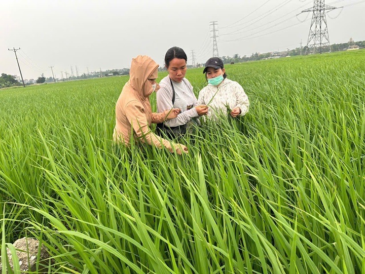 Phú Nghĩa: Kiểm tra đồng ruộng, hướng dẫn phòng trừ sâu bệnh hại lúa- Ảnh 5.