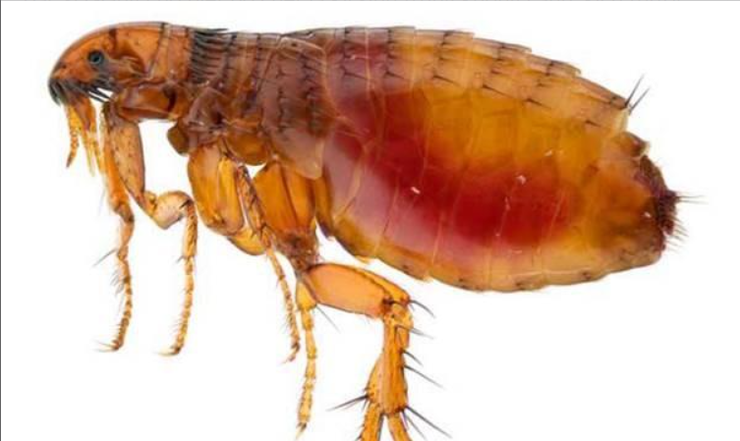 Sẩn ngứa do bọ chét gia tăng, nhiều ca có nuôi chó mèo- Ảnh 2.