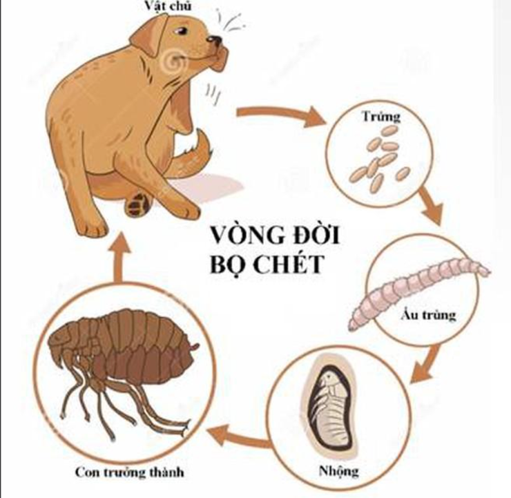 Sẩn ngứa do bọ chét gia tăng, nhiều ca có nuôi chó mèo- Ảnh 3.