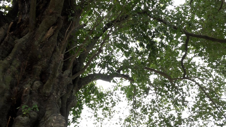 Du lịch cộng đồng Mường Cốc ( xã Mỹ Đức) – điểm hẹn “ Hương sen ngát núi, tình người nồng nàn”- Ảnh 8.