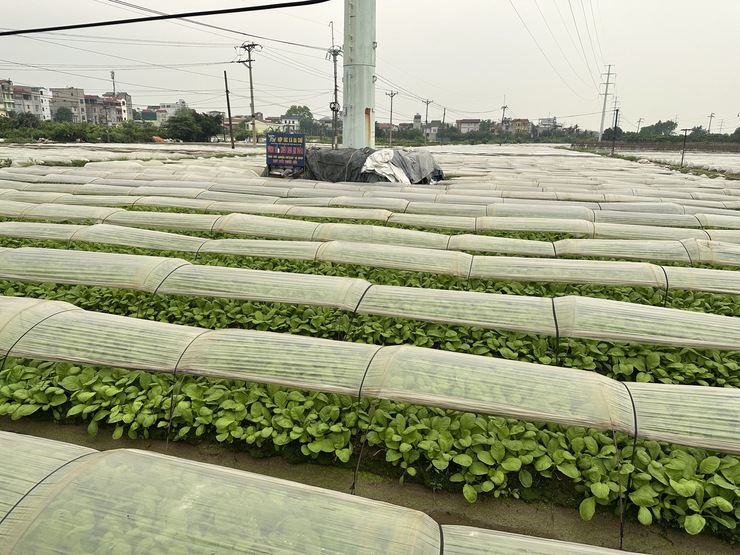 Tăng cường truy xuất nguồn gốc thực phẩm tại các cơ sở cung cấp thực phẩm cho trường học- Ảnh 1.