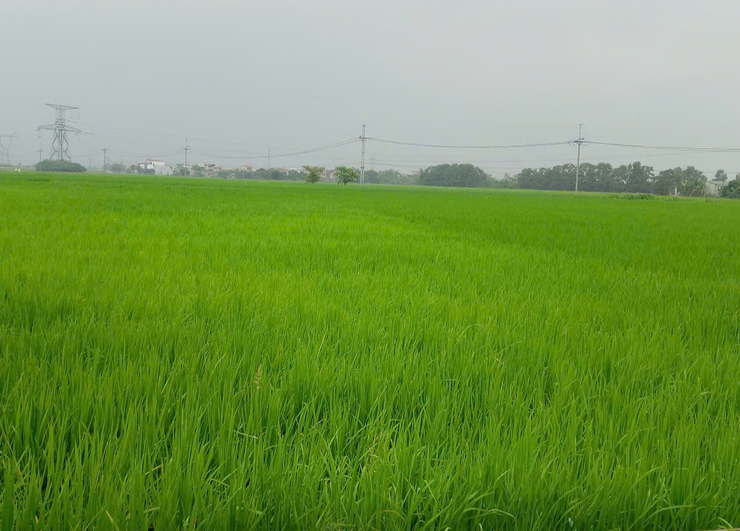 ỨNG HÒA TRIỂN KHAI GIẢI PHÁP XỬ LÝ LÚA CỎ VỤ XUÂN.- Ảnh 1.