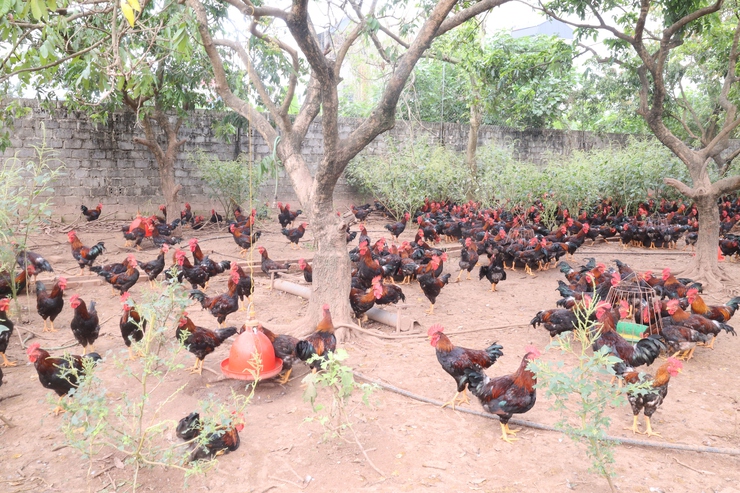 Xã Hòa Phú: Tiếp và làm việc với Đoàn công tác Hội Nông dân thành phố Hà Nội- Ảnh 6.