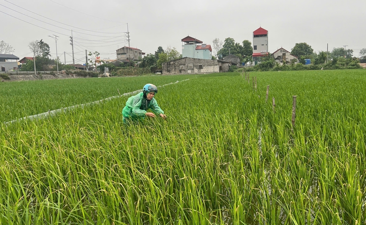 HƯỚNG DẪN CÁC BIỆN PHÁP PHÒNG TRỪ BỌ TRĨ VÀ VE SẦU BỌT HẠI LÚA VỤ XUÂN.- Ảnh 2.