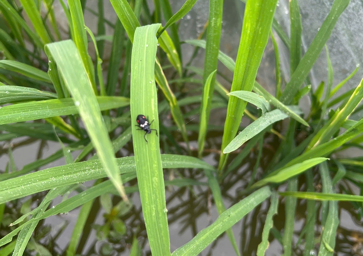 HƯỚNG DẪN CÁC BIỆN PHÁP PHÒNG TRỪ BỌ TRĨ VÀ VE SẦU BỌT HẠI LÚA VỤ XUÂN.- Ảnh 5.