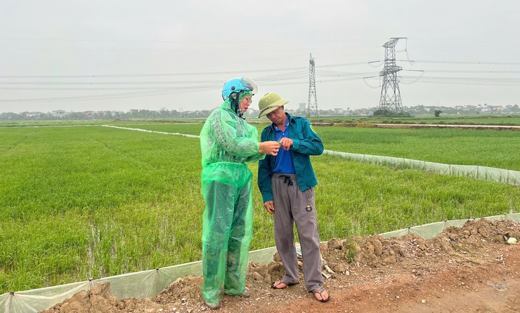 HƯỚNG DẪN CÁC BIỆN PHÁP PHÒNG TRỪ BỌ TRĨ VÀ VE SẦU BỌT HẠI LÚA VỤ XUÂN.- Ảnh 1.