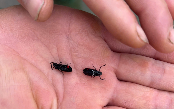 HƯỚNG DẪN CÁC BIỆN PHÁP PHÒNG TRỪ BỌ TRĨ VÀ VE SẦU BỌT HẠI LÚA VỤ XUÂN.- Ảnh 4.