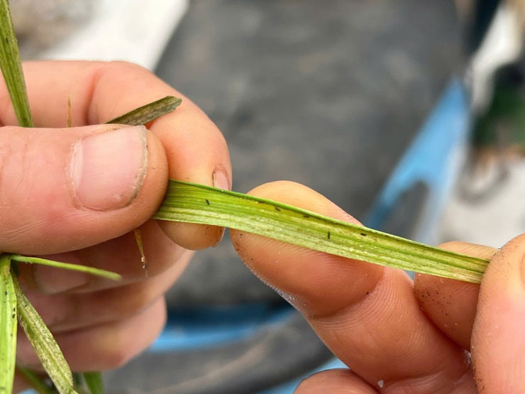 HƯỚNG DẪN CÁC BIỆN PHÁP PHÒNG TRỪ BỌ TRĨ VÀ VE SẦU BỌT HẠI LÚA VỤ XUÂN.- Ảnh 3.