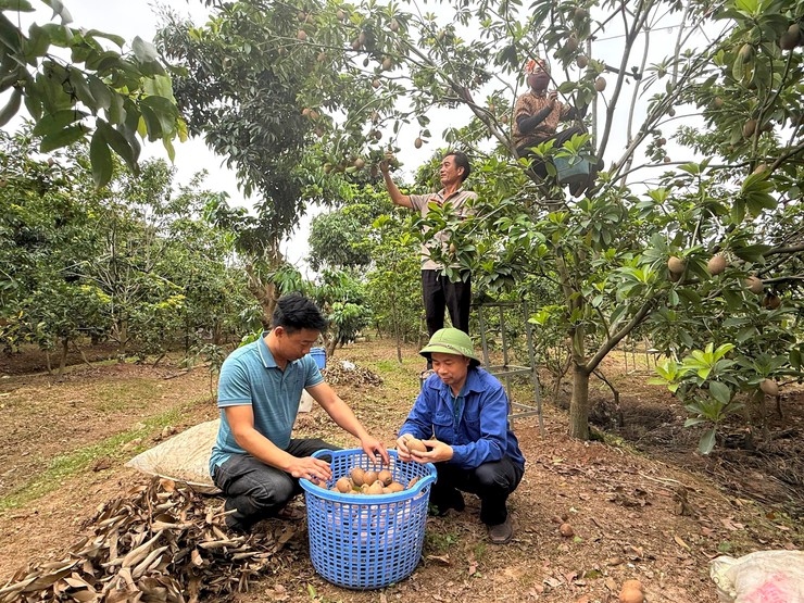 HÒA XÁ: TỪ NHỮNG "HẠT NHÂN" ĐỔI MỚI ĐẾN KHÁT VỌNG NÔNG NGHIỆP HÀNG HÓA BỀN VỮNG- Ảnh 2.