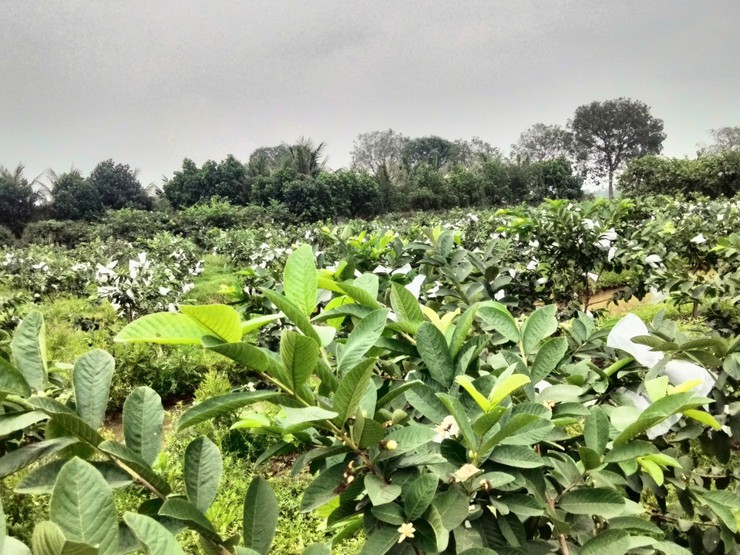 GỠ "NÚT THẮT" ĐỂ NÔNG NGHIỆP HÒA XÁ PHÁT TRIỂN BỀN VỮNG - TỪ KHÁT VỌNG MỞ RỘNG ĐẾN YÊU CẦU TÁI CẤU TRÚC- Ảnh 7.