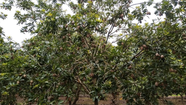 GỠ "NÚT THẮT" ĐỂ NÔNG NGHIỆP HÒA XÁ PHÁT TRIỂN BỀN VỮNG - TỪ KHÁT VỌNG MỞ RỘNG ĐẾN YÊU CẦU TÁI CẤU TRÚC- Ảnh 2.