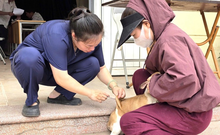 Bát Tràng tổ chức tiêm phòng vắc xin dại cho đàn chó, mèo trên địa bàn xã- Ảnh 1.