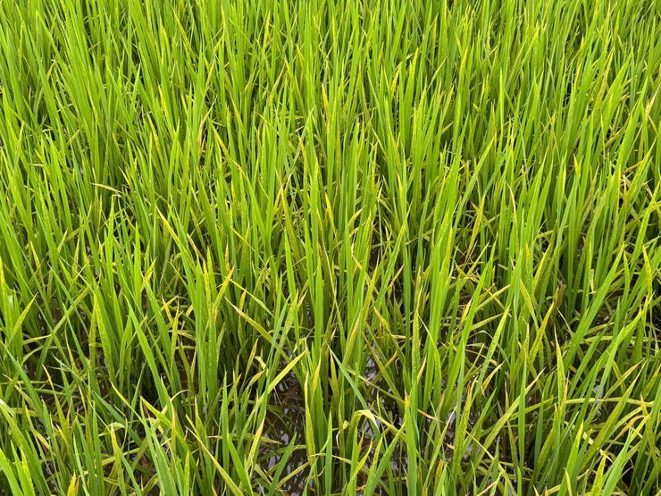 Tình hình sâu bệnh hại lúa xuân và biện pháp phòng trừ tại xã Tây Phương- Ảnh 1.