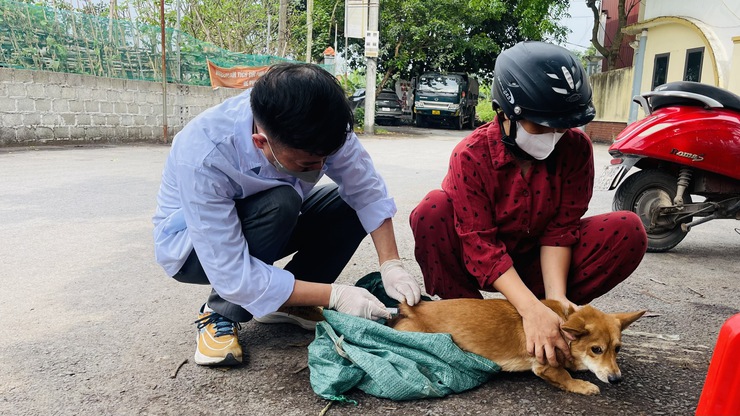 PHÚ XUYÊN: TRIỂN KHAI TIÊM VẮC XIN PHÒNG DẠI CHO ĐÀN CHÓ, MÈO VÀ TIÊM PHÒNG VẮC XIN CHO ĐÀN GIA SÚC, GIA CẦM - Ảnh 4.