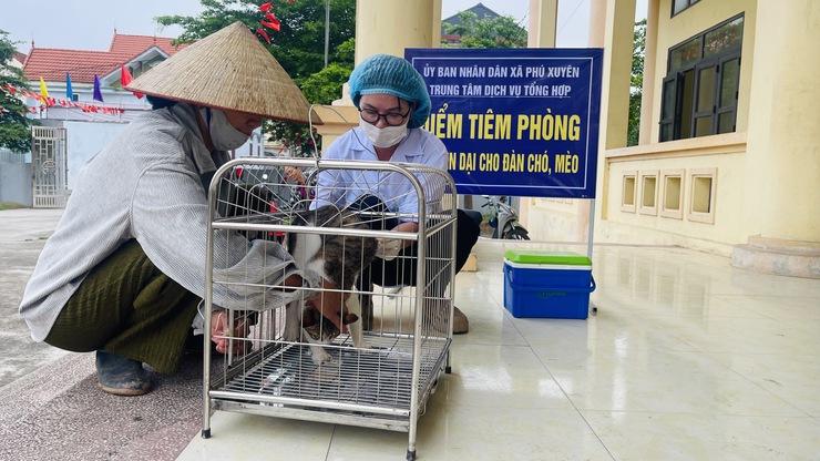 PHÚ XUYÊN: TRIỂN KHAI TIÊM VẮC XIN PHÒNG DẠI CHO ĐÀN CHÓ, MÈO VÀ TIÊM PHÒNG VẮC XIN CHO ĐÀN GIA SÚC, GIA CẦM - Ảnh 5.