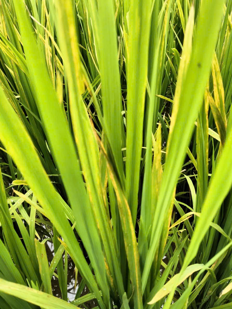 Tình hình sâu bệnh hại lúa xuân và biện pháp phòng trừ tại xã Tây Phương- Ảnh 3.