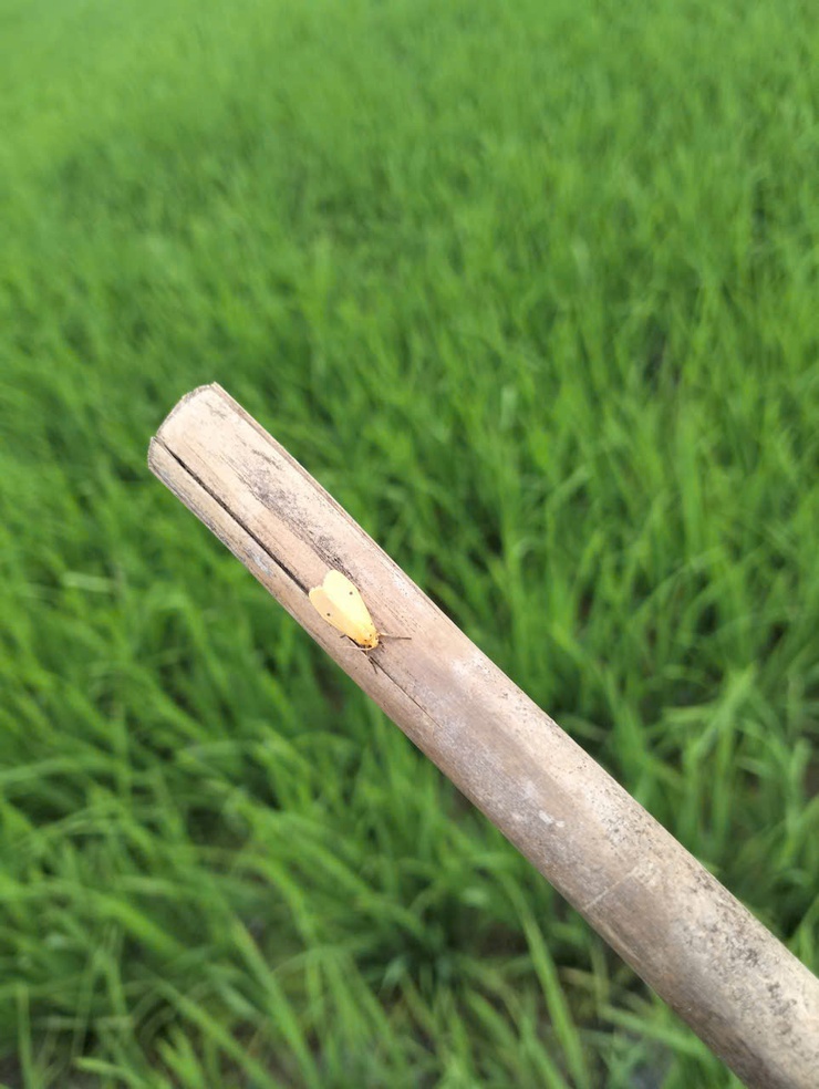 Tình hình sâu bệnh hại lúa xuân và biện pháp phòng trừ tại xã Tây Phương- Ảnh 2.