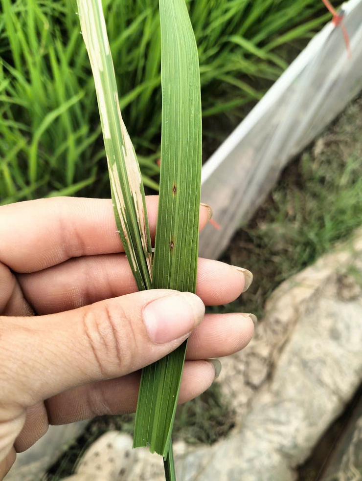 Tình hình sâu bệnh hại lúa xuân và biện pháp phòng trừ tại xã Tây Phương- Ảnh 4.