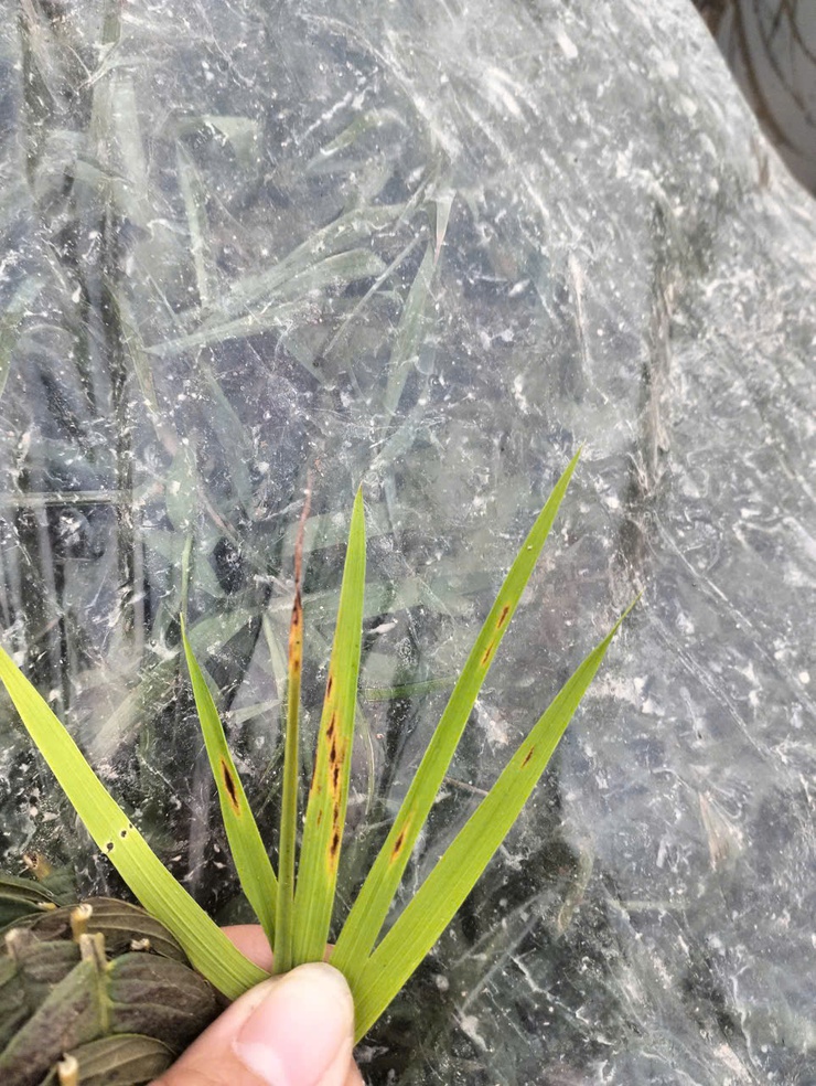 Tình hình sâu bệnh hại lúa xuân và biện pháp phòng trừ tại xã Tây Phương- Ảnh 5.