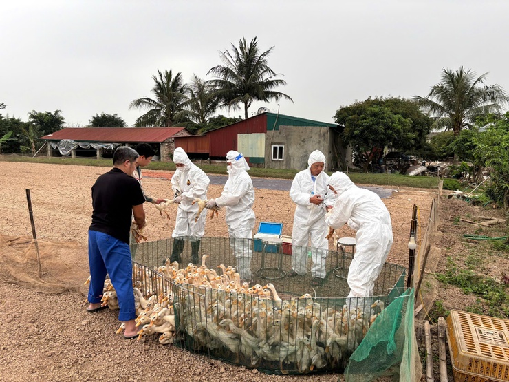 Tiến Thắng đẩy nhanh tiêm phòng vắc xin cho đàn gia súc, gia cầm- Ảnh 2.