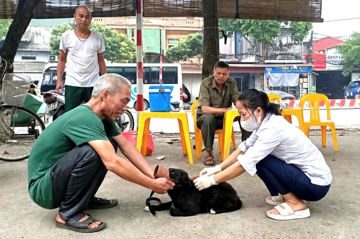 Xã Đoài Phương tăng cường tiêm phòng bệnh Dại, siết chặt quản lý đàn chó, mèo- Ảnh 1.