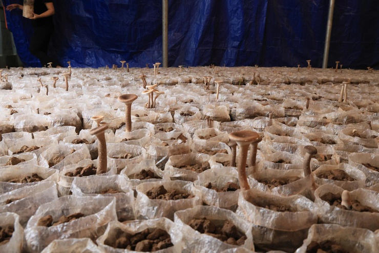 Công ty TNHH Syngenta phối hợp với Trung tâm Dịch vụ tổng hợp xã Thư Lâm tổ chức Hội nghị tọa đàm “Giải pháp tối ưu năng suất và chất lượng hạt lúa”- Ảnh 30.