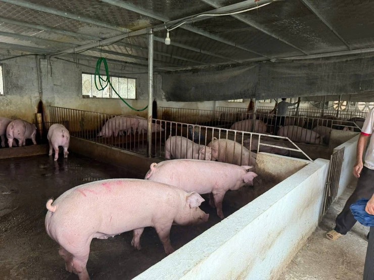 NGƯỜI CÁN BỘ MẶT TRẬN GƯƠNG MẪU, LÀM KINH TẾ GIỎI- Ảnh 2.