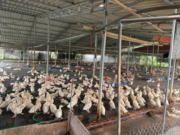 NGƯỜI CÁN BỘ MẶT TRẬN GƯƠNG MẪU, LÀM KINH TẾ GIỎI- Ảnh 5.