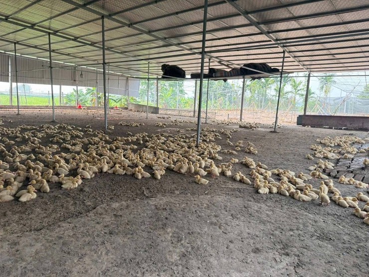 NGƯỜI CÁN BỘ MẶT TRẬN GƯƠNG MẪU, LÀM KINH TẾ GIỎI- Ảnh 4.