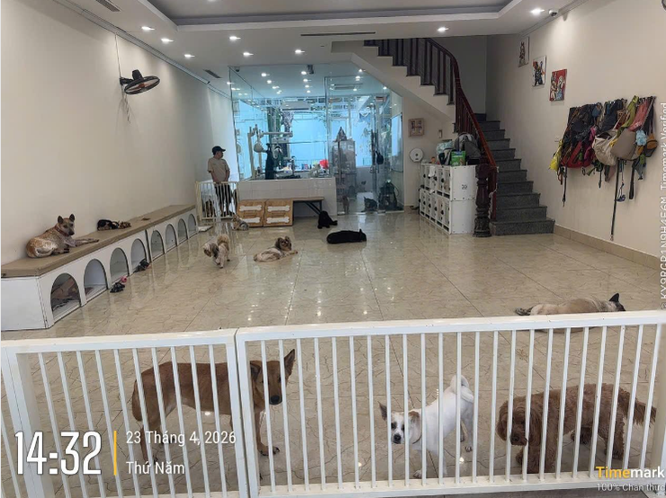 Cảnh báo tình trạng đánh bả chó, mèo: Nâng cao ý thức bảo vệ vật nuôi và an toàn cộng đồng- Ảnh 4.