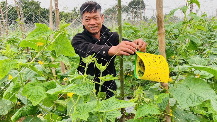 Quy định về điều kiện bảo đảm an toàn thực phẩm  trong sản xuất rau, cây ăn quả- Ảnh 1.
