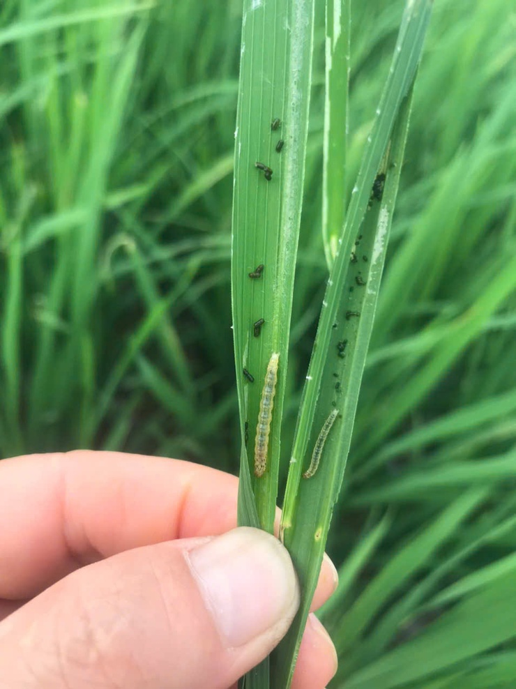 Chủ động phòng trừ sâu cuốn lá nhỏ, bảo vệ lúa vụ Xuân 2026- Ảnh 1.
