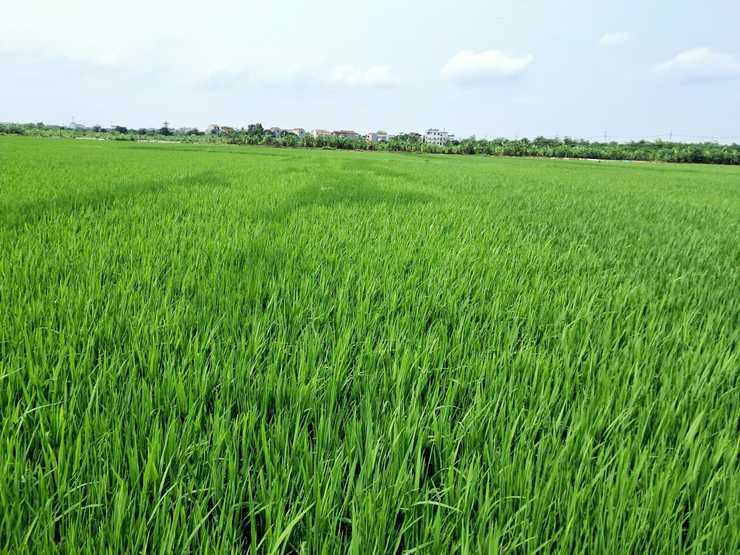 Tăng cường phòng trừ sâu bệnh hại lúa Xuân - Ảnh 1.